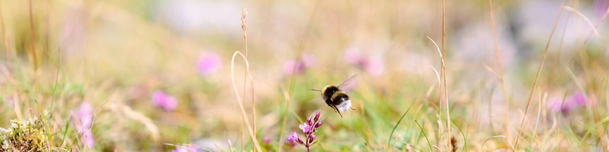Insektengiftallergie: vorsicht bei Honigbienen und Wespen
