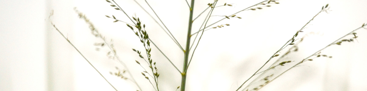 Medizinische Allergietypen I-IV. Sofortreaktion und Spätreaktion