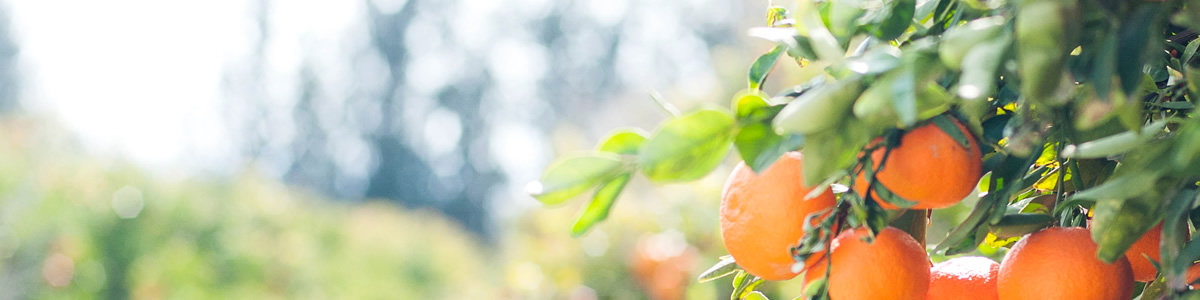 Nahrungsmittelallergie oder Lebensmittelallergie